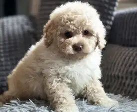 Zoom - Cavapoo Puppy for sale