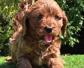 Redjohn - Cavapoo eladó kiskutya