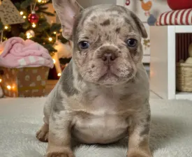 Pancho - Bulldog francese Cucciolo in vendita