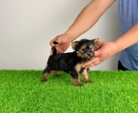 Petty - Yorkshire terrier Szczenię na sprzedaż