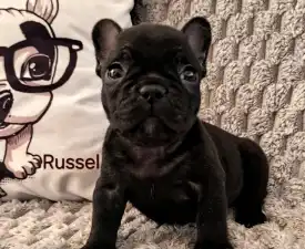 Miora Frenchie Russel - French Bulldog Puppy for sale