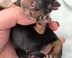 Porsche Of Midsummer Nights Miracle  - Yorkshire Terrier Puppy for sale
