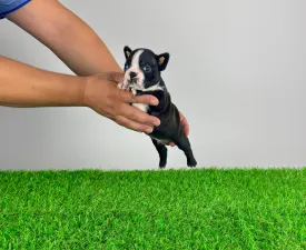 Aaron - Terrier de Boston Chiot à vendre