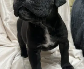 Aida - Cane corso Szczenię na sprzedaż