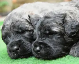 Rose - Flanders Cattle Dog Puppy for sale