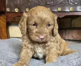 Milky - Cavapoo Puppy for sale