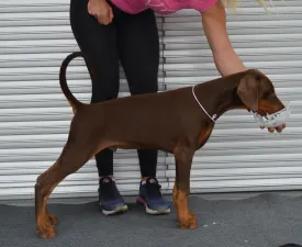 Flavito - Dobermann eladó kiskutya