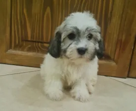Tina - Havanese Puppy for sale