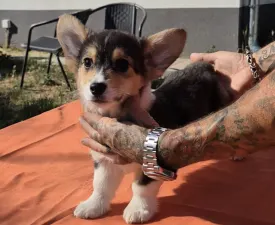 Tri - Welsh Corgi Pembroke Cucciolo in vendita