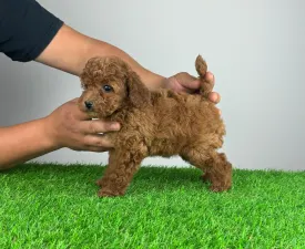 Sandy - Poodle Miniature Puppy for sale