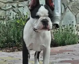 Victorias Grande Enzo - Boston Terrier eladó kiskutya