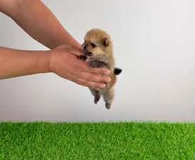 Yeller - Zwergspitz Angebotener Welpe