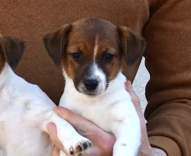 Gold Leash Yara - Jack russell terrier Szczenię na sprzedaż