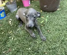 Ussava - Italian Greyhound Puppy for sale