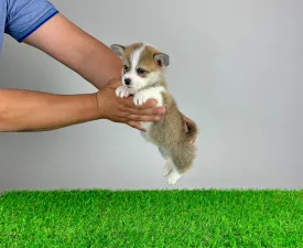 Penny - Pembroke Welsh Corgi eladó kiskutya
