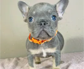 Naomi - French Bulldog Puppy for sale