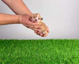 Zimba  - Chihuahua Szczenię na sprzedaż