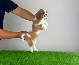 Alex - Cavalier King Charles spániel eladó kiskutya