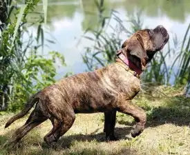 Aares - Cane Corso Štěně na prodej