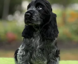 Dr. Dolittle  - Cocker spaniel angielski Szczenię na sprzedaż