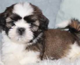 Astor - Shih Tzu eladó kiskutya