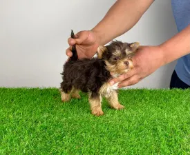 Rocco - Yorkshire Terrier eladó kiskutya