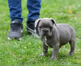 Monty - Französische Bulldogge Angebotener Welpe