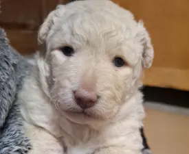 Hanga - Mudi eladó kiskutya