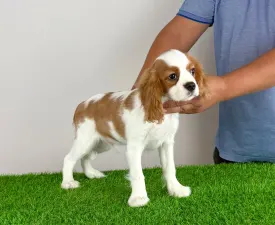 Patriot - Cavalier King Charles Spaniel Puppy for sale