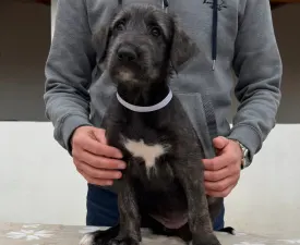 Brittany - Irischer Wolfshund Angebotener Welpe