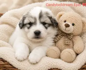 Candybelldream Eper - Pyrenejský horský pes Štěně na prodej