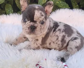 Dolores - French Bulldog Puppy for sale
