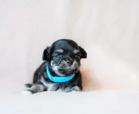Fly Wonderful Grove - Chihuahua Angebotener Welpe