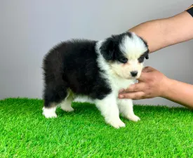 Ingold - Australian Shepherd Puppy for sale