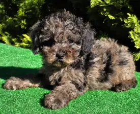 Merlin - Cavapoo Puppy for sale