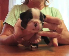 Ózon - Boston Terrier Angebotener Welpe