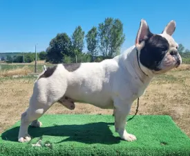 Falco  - Bulldog francese Cucciolo in vendita