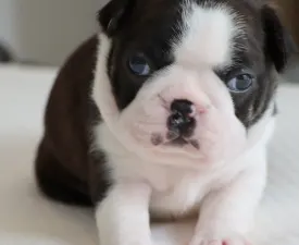 Pancho - Boston Terrier Puppy for sale