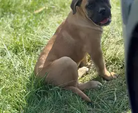 Samuel - Cane Corso Italiano Puppy for sale
