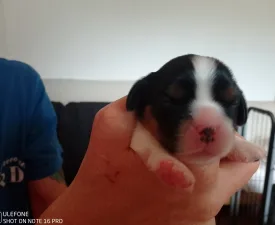 Grafit - Cavalier King Charles Spaniel Puppy for sale
