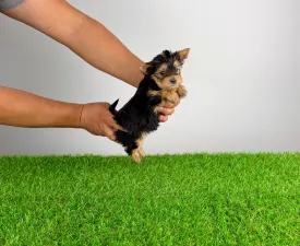 Finni - Yorkshire Terrier eladó kiskutya