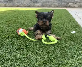 Zoé - Yorkshire Terrier eladó kiskutya