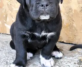 Desi - Cane Corso eladó kiskutya