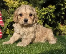 Floop - Cavapoo eladó kiskutya