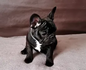 Ballószögi Barka Carlo - Francia bulldog eladó kiskutya