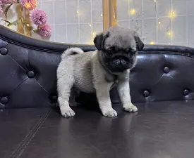 Tyson - Mopsz eladó kiskutya