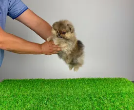 Frida - German Pomeranian Spitz Puppy for sale