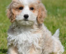 Simon - Maltipoo Puppy for sale