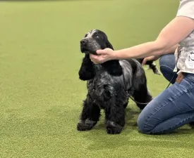 Smart Cocker Star-gazing - Angol Cocker spániel eladó kiskutya