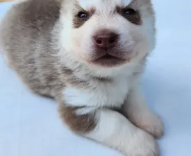 Nashira Of Polar Moonlights - Siberian Husky Puppy for sale